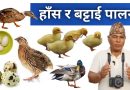 हाँस र बट्टाई पालन | Ducks(Hans) and Battai(Quails) Palan Vlog Video by Onic Agyat #DuckFarming 🦆🦆🦆🦆