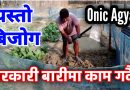 बिजोग छ | Onic Agyat ले तरकारी बारीमा काम गर्दै | Vegetable Cultivation Vlog | कामको छुट्टै मज्जा